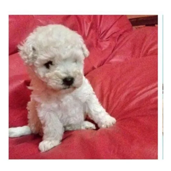 Caniche Toy Macho Blanco 90 Días