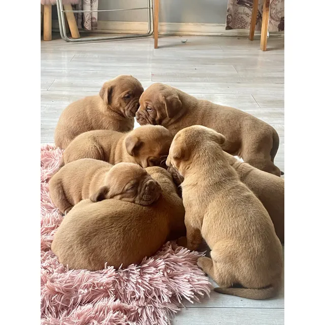 Dogos De Burdeos Bebes Marrón