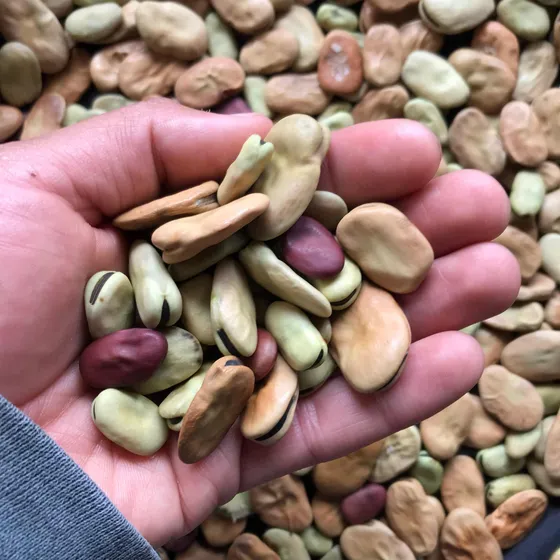 Semillas De Habas Combinadas( Cafés- Verdes- Rojas) X 1libra