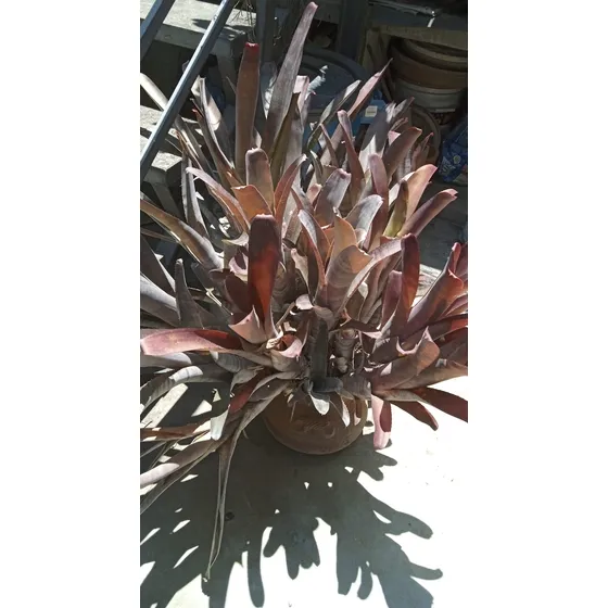 Bromelias Variadas