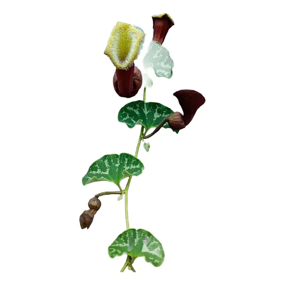 Semillas Aristolochia Chilensis (oreja De Zorro)