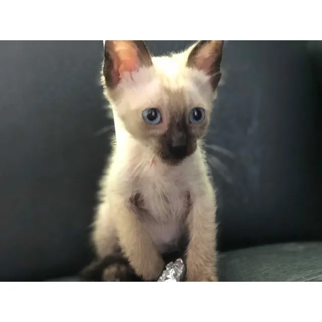 Gatos Siamés Medellín Bogotá Cali Santa Marta Cartagena Cats