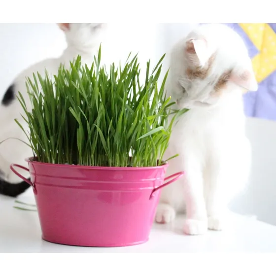 Semillas Hierba Pasto Gato Perro Comestible Digestiv X 100gs