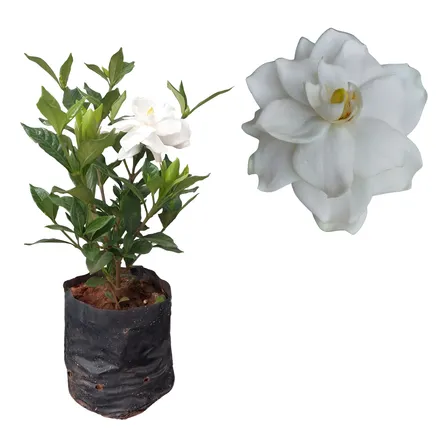 Muda Gardenia Jasmim Do Cabo Perfumada Flor Branca Planta