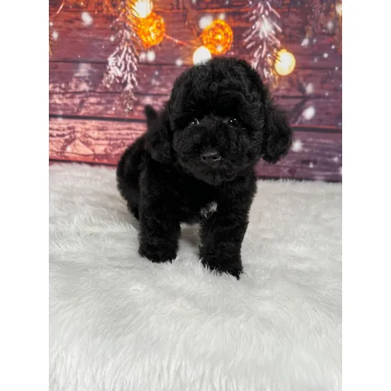 French Poodle Tacita Macho Listo P Entregar Precio Negociabl