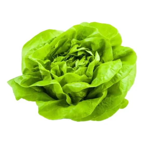 Sobre Para Sembrar 500 Plantas De Lechuga 4 Estaciones