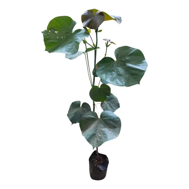 Planta Arbol De Muerdago