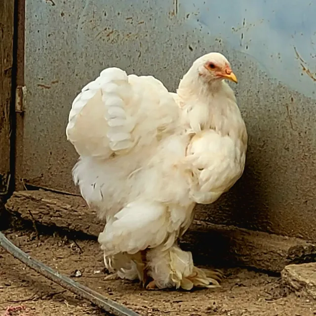 Pollos || Brahma || Raza Pura
