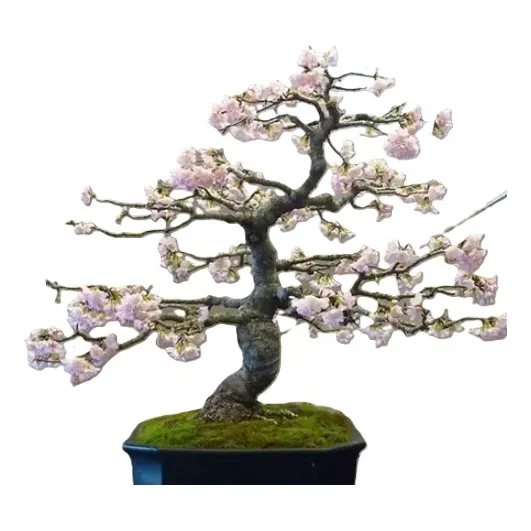 Sobre Para Sembrar 15 Arboles Frutal Almendro Almendras