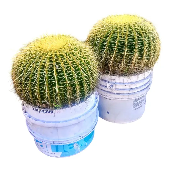 Cactus Echinocactus Grusonii - Asiento De Suegra - Gigantes 