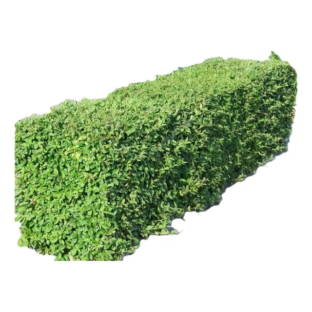 Sobre Para Sembrar 25 Plantas De Ligustrina Cerco Natural