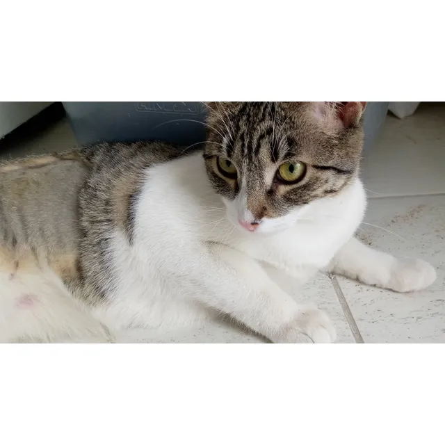Gatita Esterilizada En Adopción
