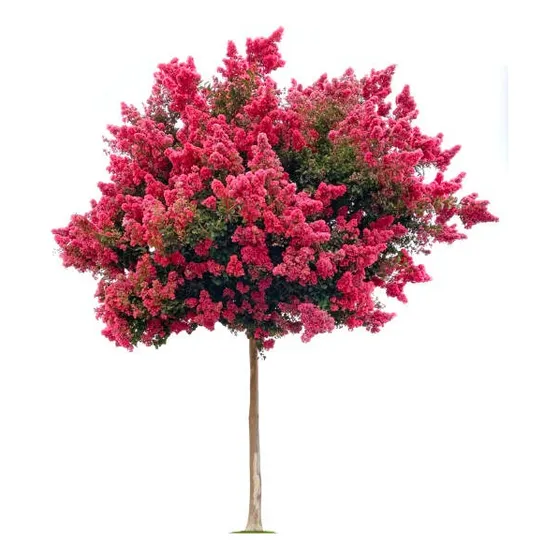 Árbol Espumilla Grande Envío Gratis 