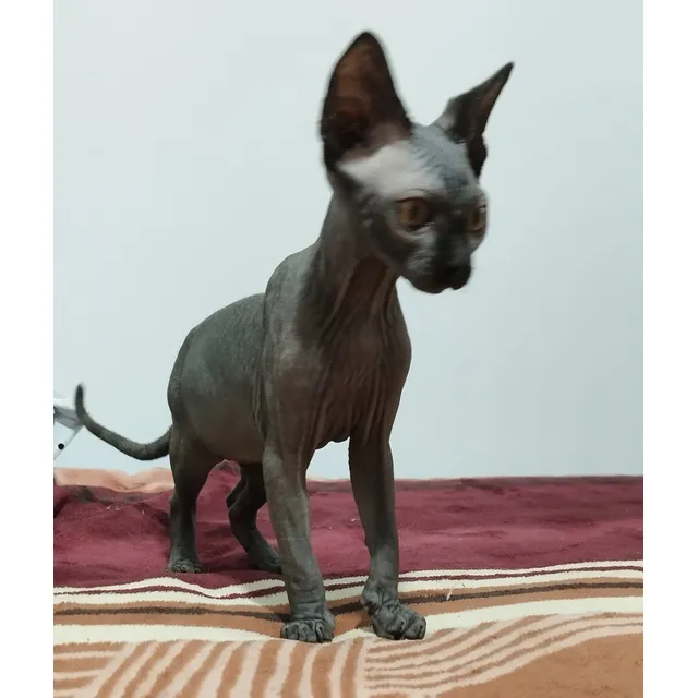 Gato