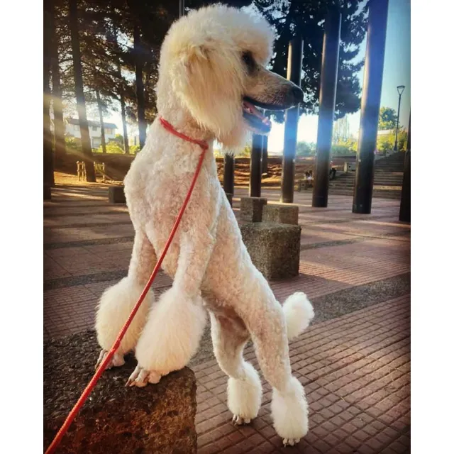 Poodle Standard O Caniche