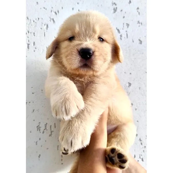 Filhotes De Golden Retriever Peludinhos.