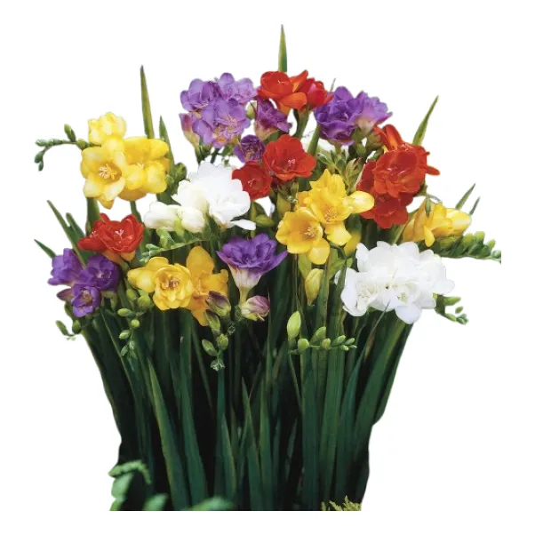 Bulbos De Freesia Flor Fresia