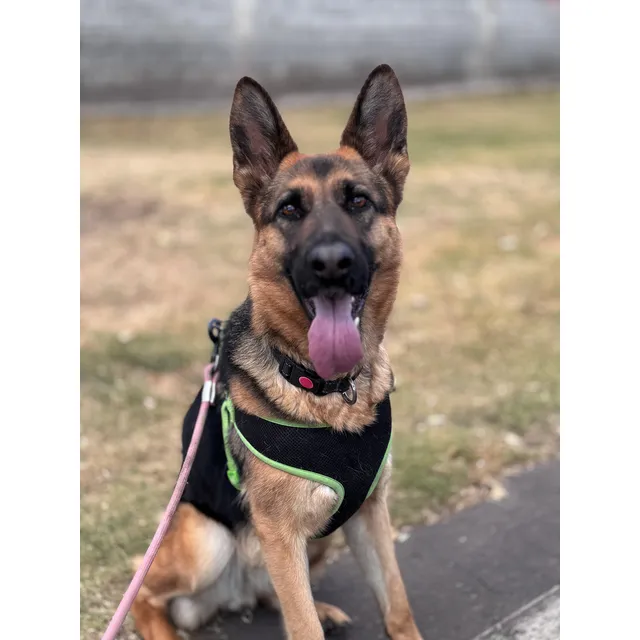 Perrita Pastor Alemán De 2 Años