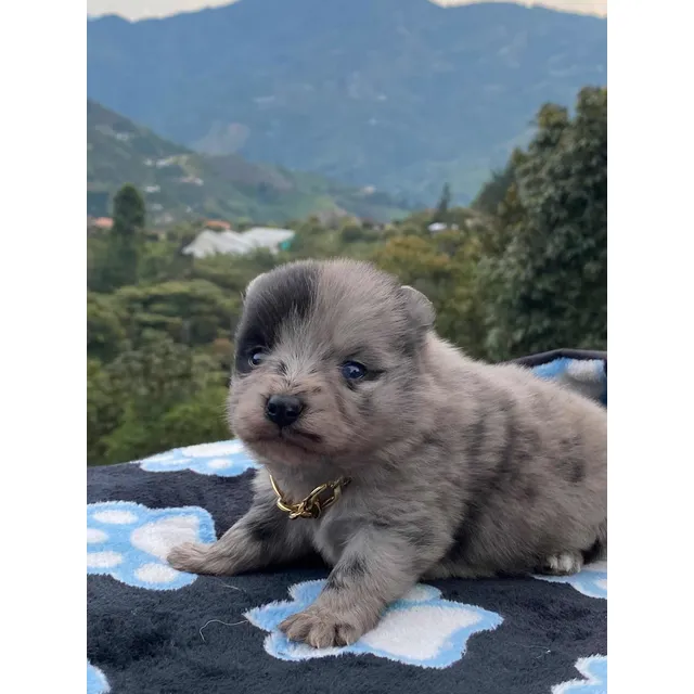 Hermosos Pomerania Lulu Muy Peludos