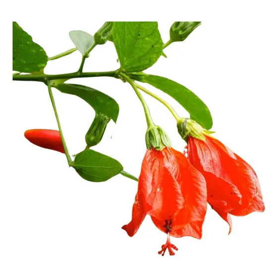 Mudas De Malvavisco Hibisco Colibri Vermelho