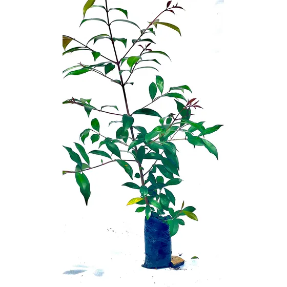 Eugenia 12 Árboles 30 Cm