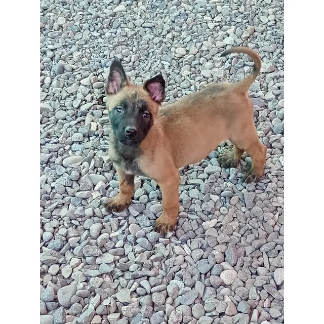 Pastor Belga Malinois
