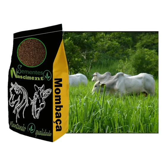 Semente de sementes de capim mombaça de pastagem exelente para bovinos e equinos Produtores SEMENTES NASCIMENTO de 1kg