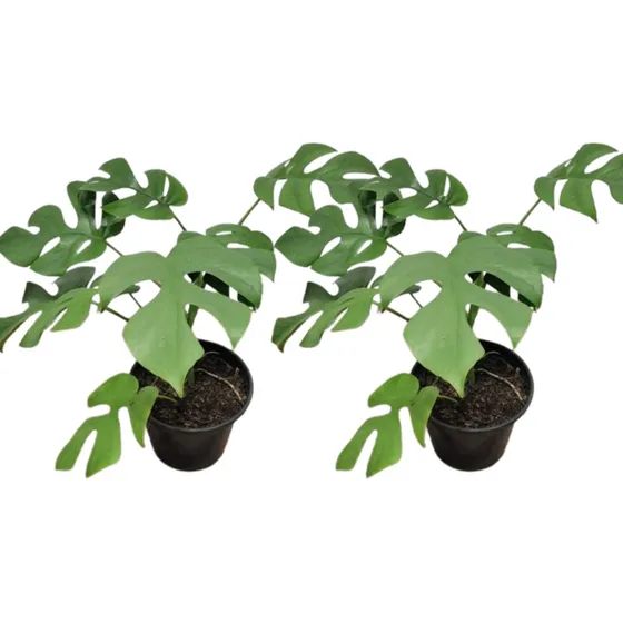Kit 2 Muda Mini Costela Adão (rhaphidophora Tetrasperma)