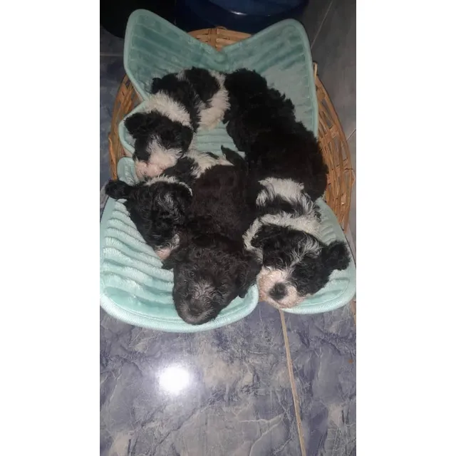 Cachorros Poodle