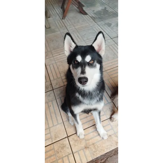Husky Siberiano