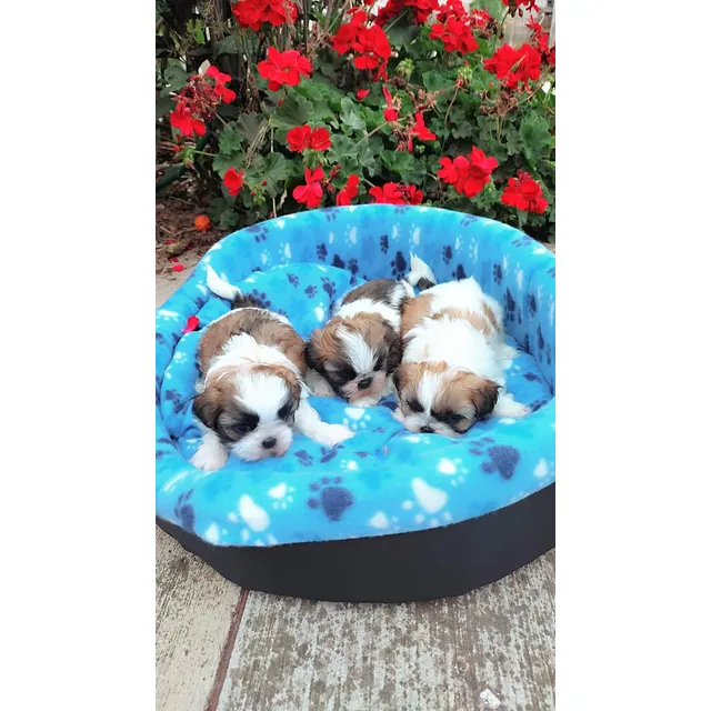 Belleza De Shih Tzu  Cachorros Shitzu  Puros Garantizados