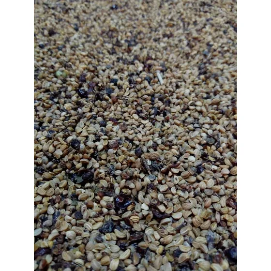 50 Semillas De Yerba Mate  - Illex Paraguariensis