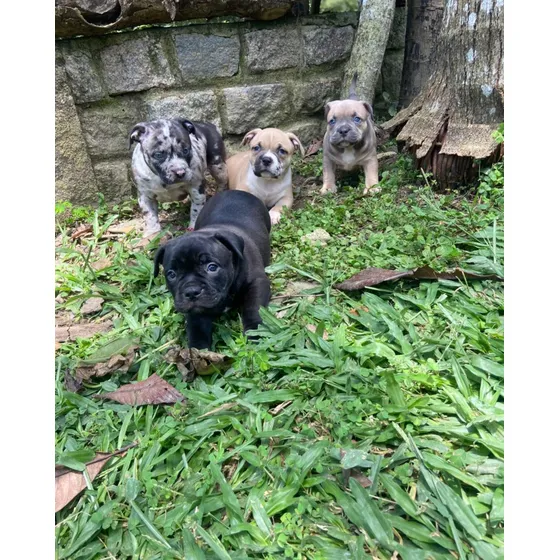 Filhote De American Bully ( Excelente Padrão )