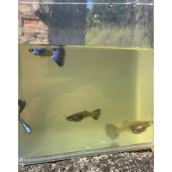 Peixe Ornamental Guppy De Linhagem - Purple Silverado