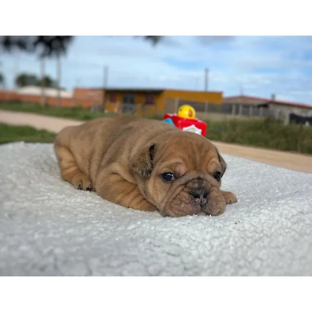 Bulldog Inglés Machito Exotico Fawn Merle
