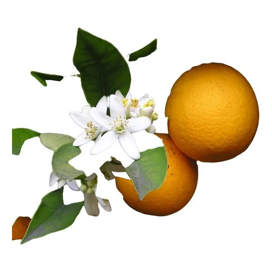 Cítricos Para Cultivo En Maceta: Limonero, Naranjo, Pomelo