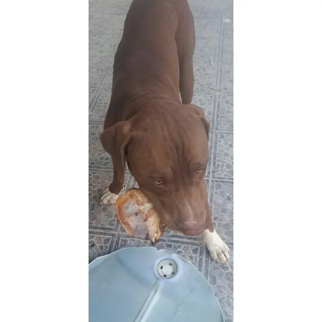 Regalo Pitburs Terrier De 9 Meses
