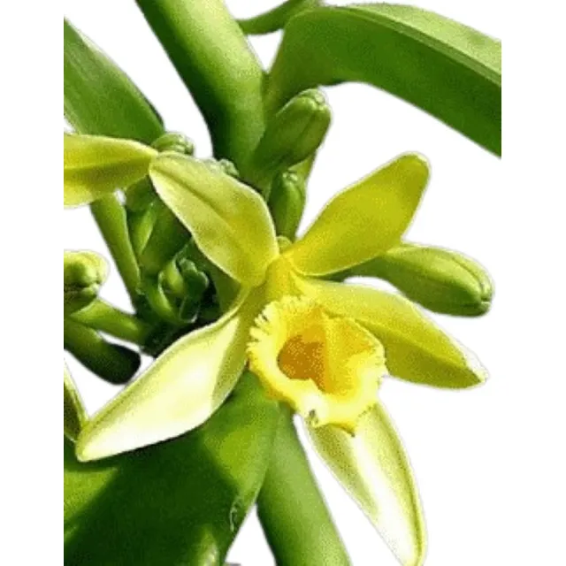Planta De Vainilla Tahitiense