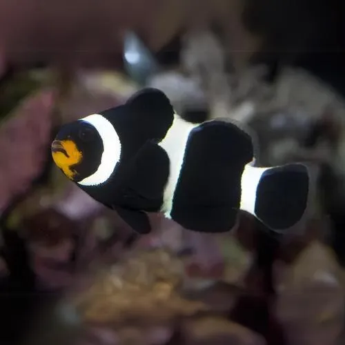 Casal De Peixe Palhaço Ocellaris Black Em Formação