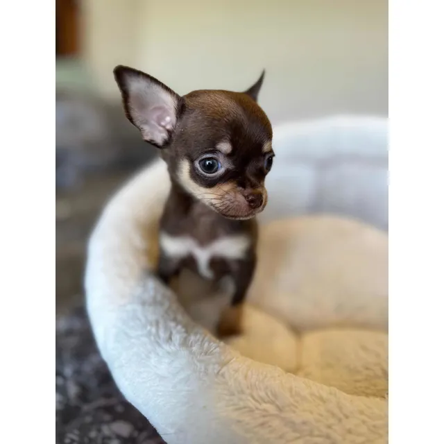 Chihuahuas Hembras Inscritas Kcc