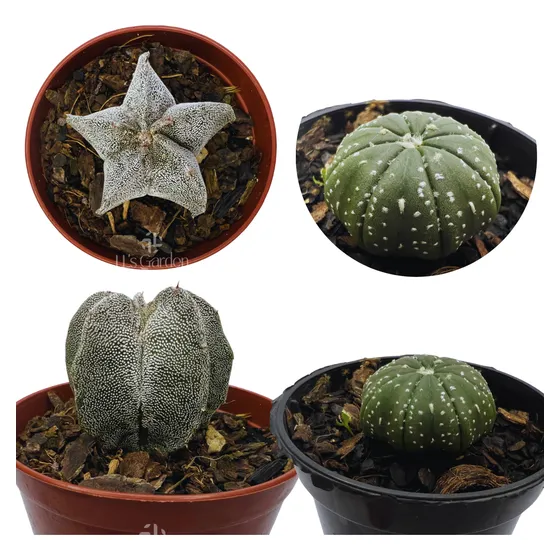 Kit 2 Mudas Cactos Astrophytum Myriostigma E Asterias Planta