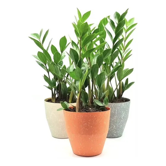 Zamioculca Com Cachepot, Planta Da Fortuna, Feng Shui