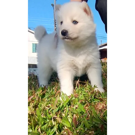 Filhote De Husky Siberiano