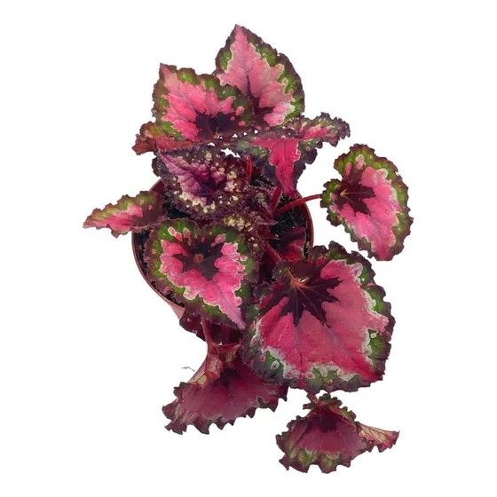 's Red Begonia Rex Series, Rojo Y Verde Holográfico, 4...