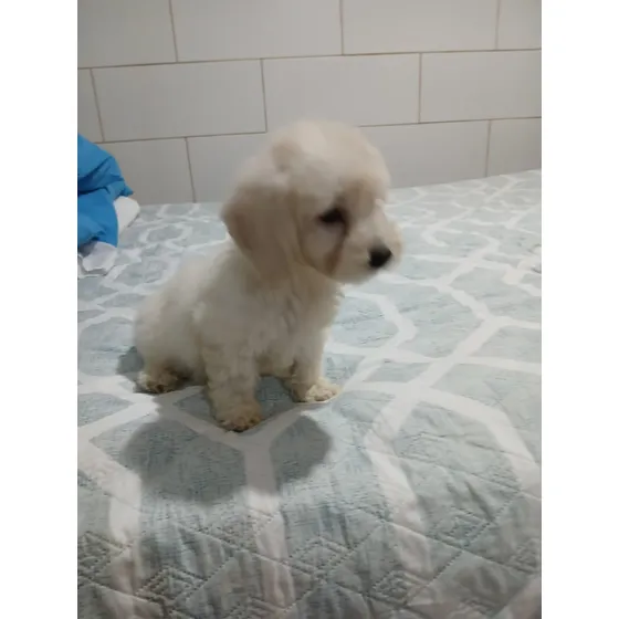 French Poodle Mini Toy 2 Meses Machos Hembras 08 Junio 2025