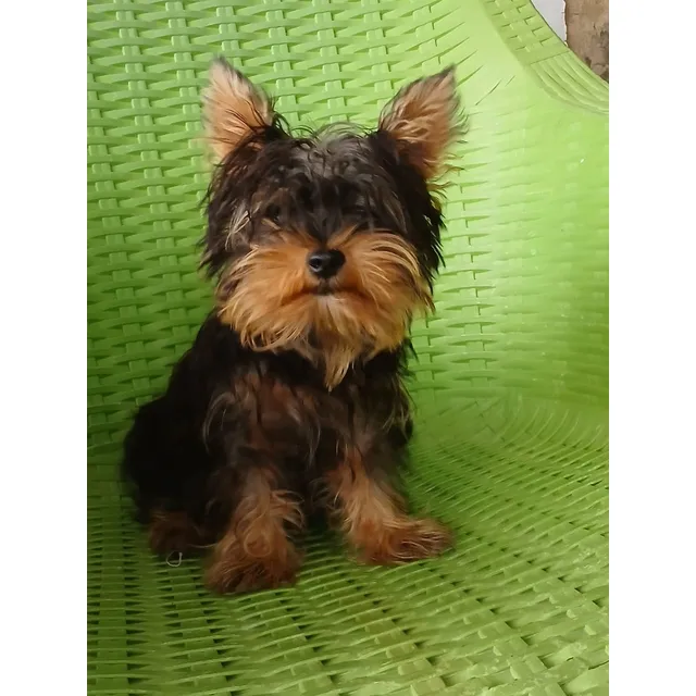 Bello Yorshire Macho Mini, 4 Meses Entrega Inmediata Valenci