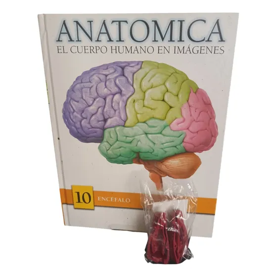 Anatomía El Cuerpo Humano En Imágenes  (encéfalo)  Nuevo