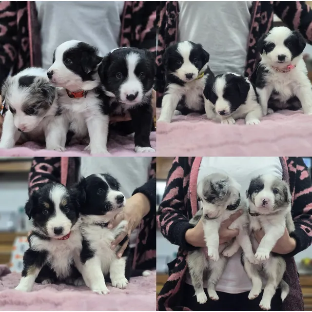 Cachorros Border Collie Inscritos Kcc
