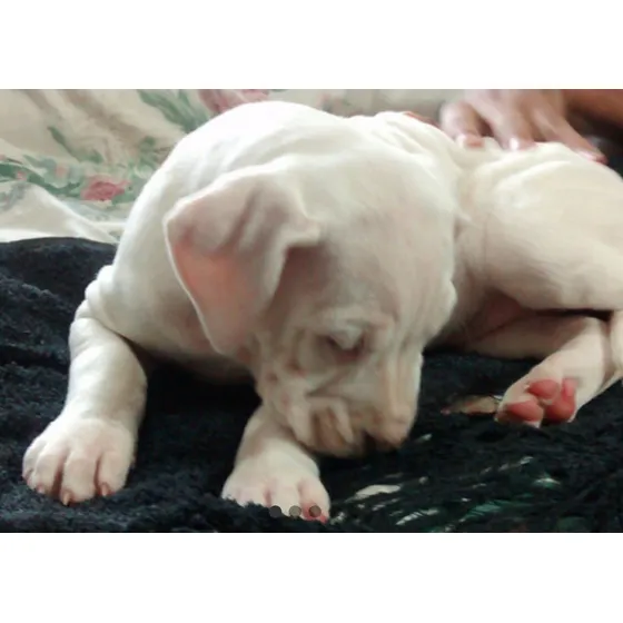 Cachorros De Dogo Argentino 