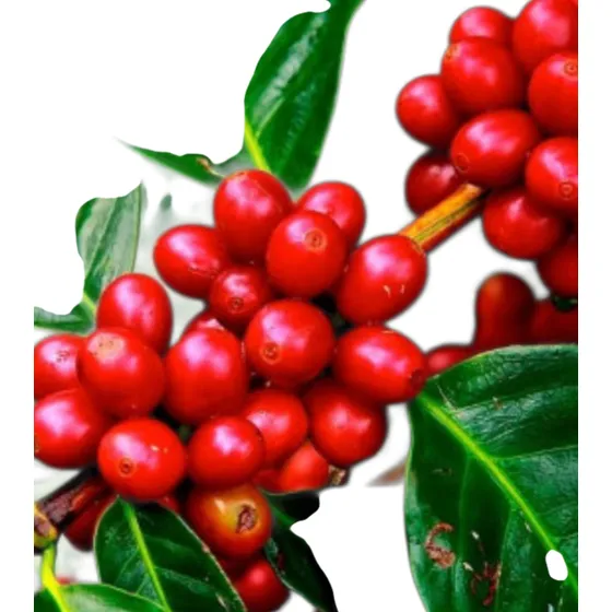 Cafeto Frutal - 1 Planta De Café Rojo